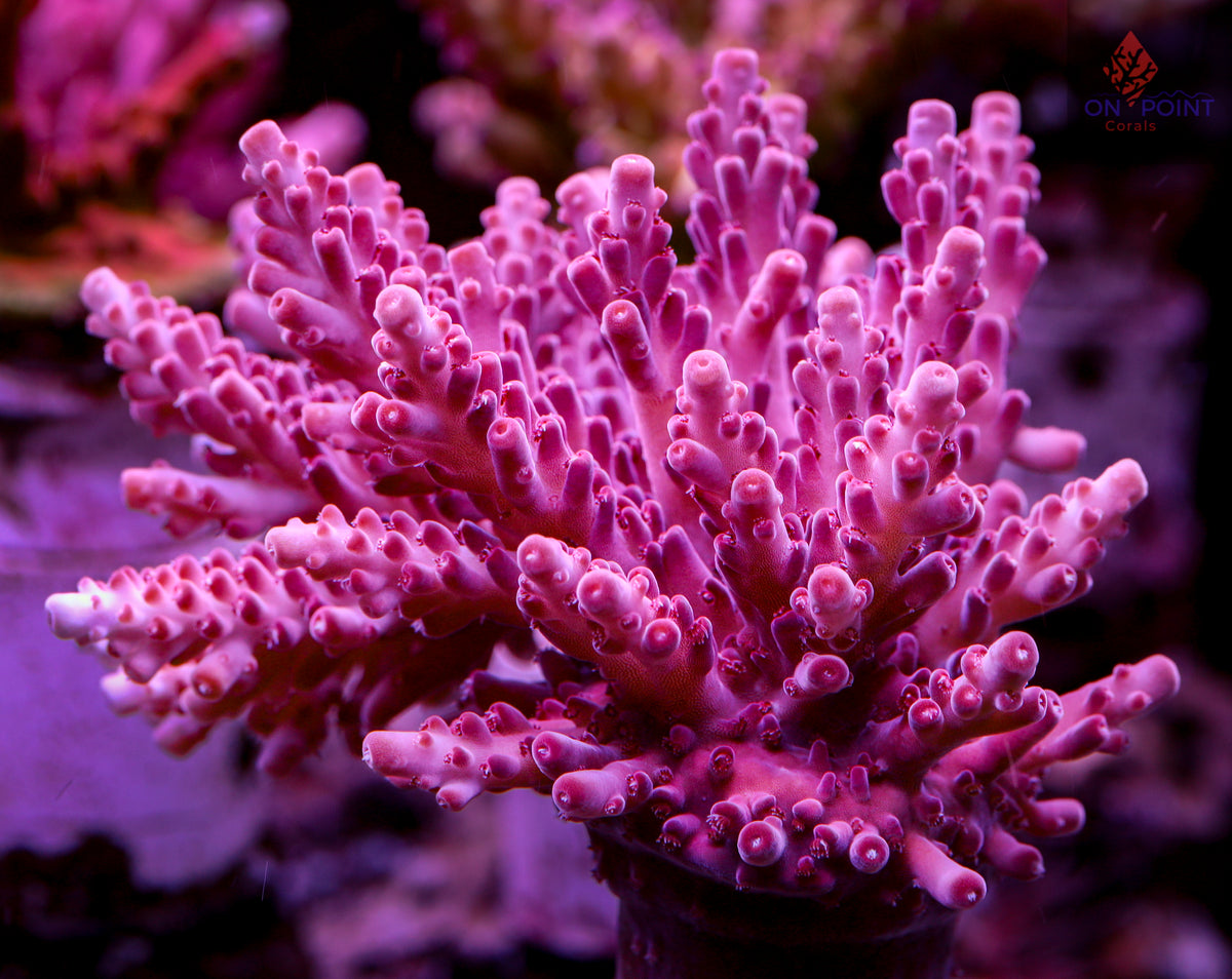 CC Cherry's Hellboy – On Point Corals LLC