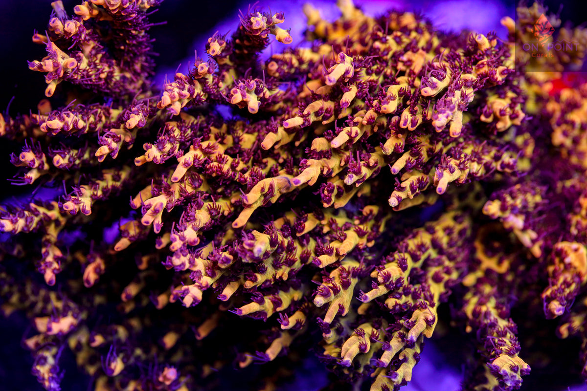 Pink Lemonade Acropora