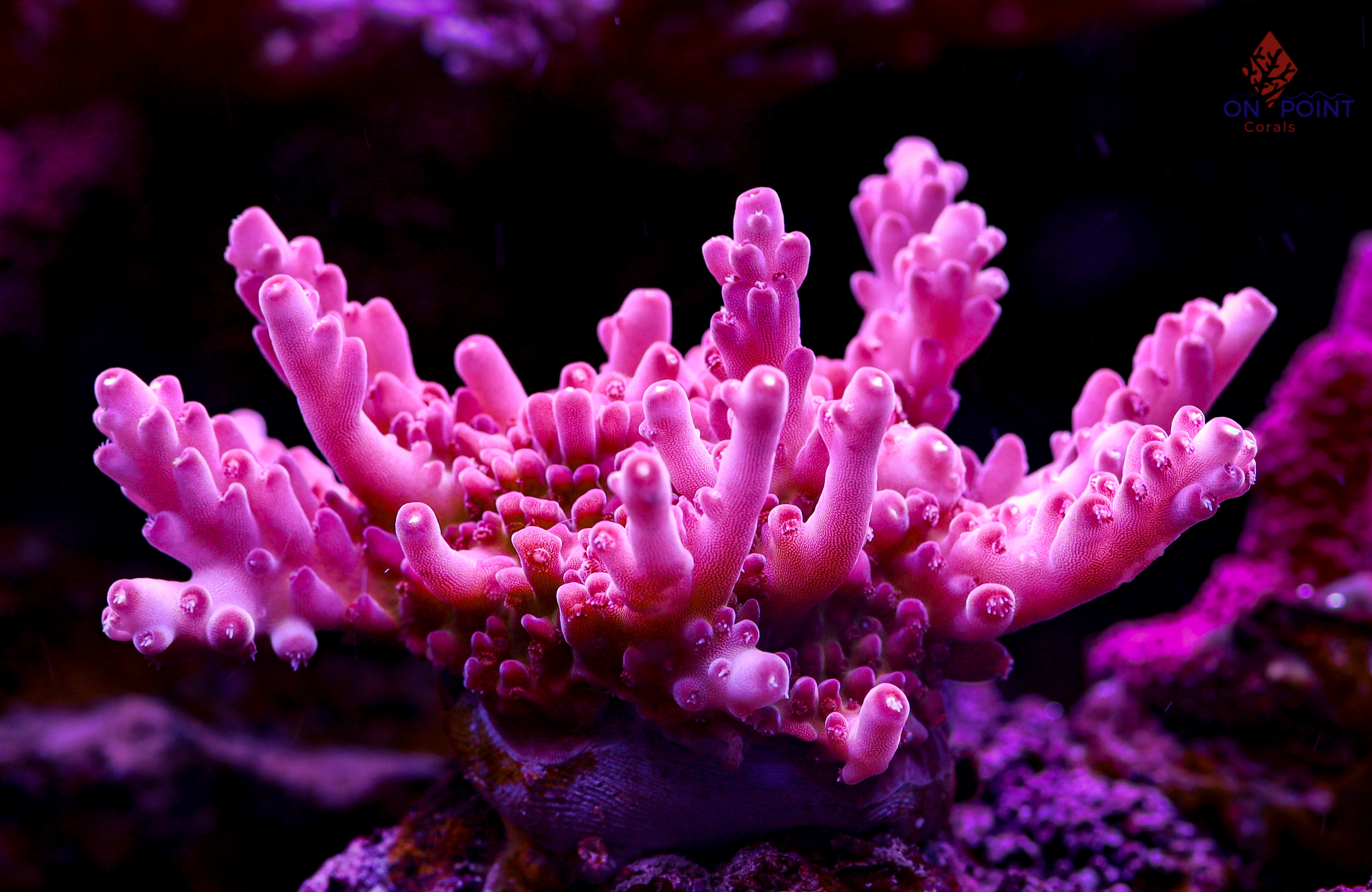 CONPE10 Coral | COLONISTA