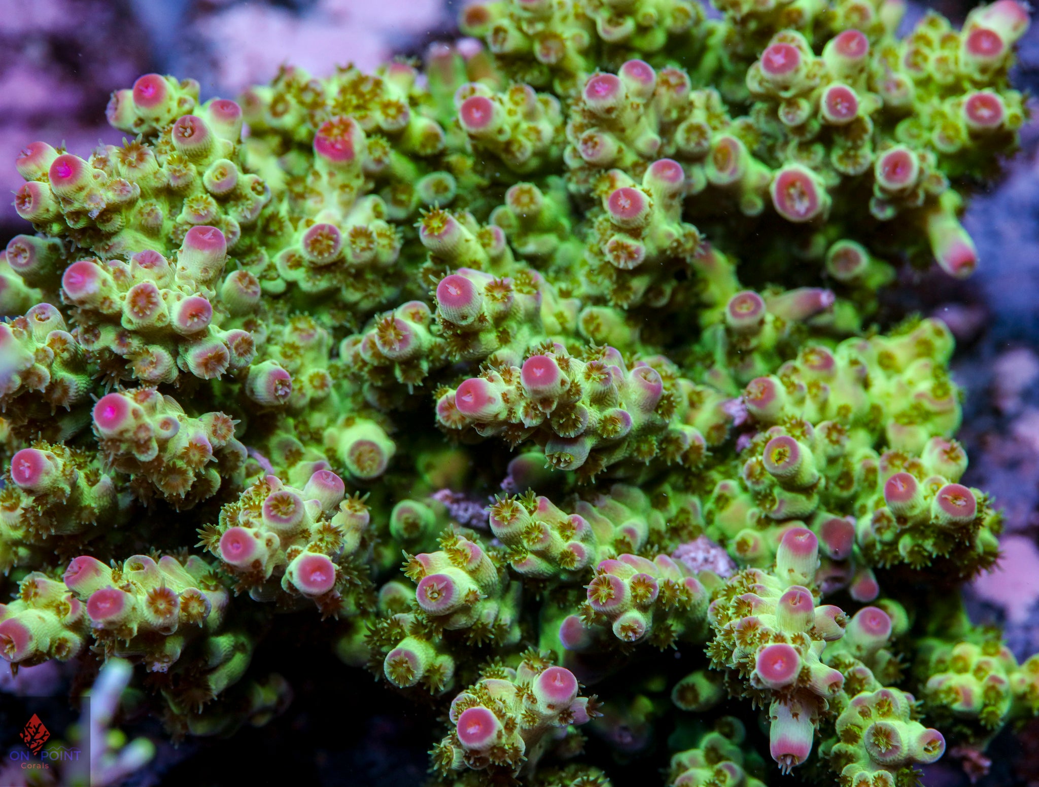DFS Pink Panther Granulosa – On Point Corals LLC