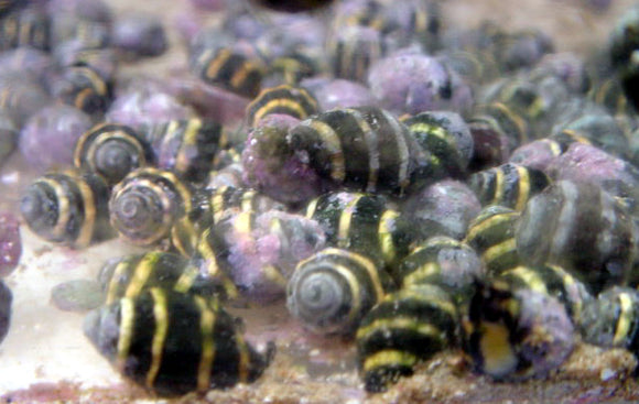 Bumble Bee Snail; Mar. (Engina sp.)