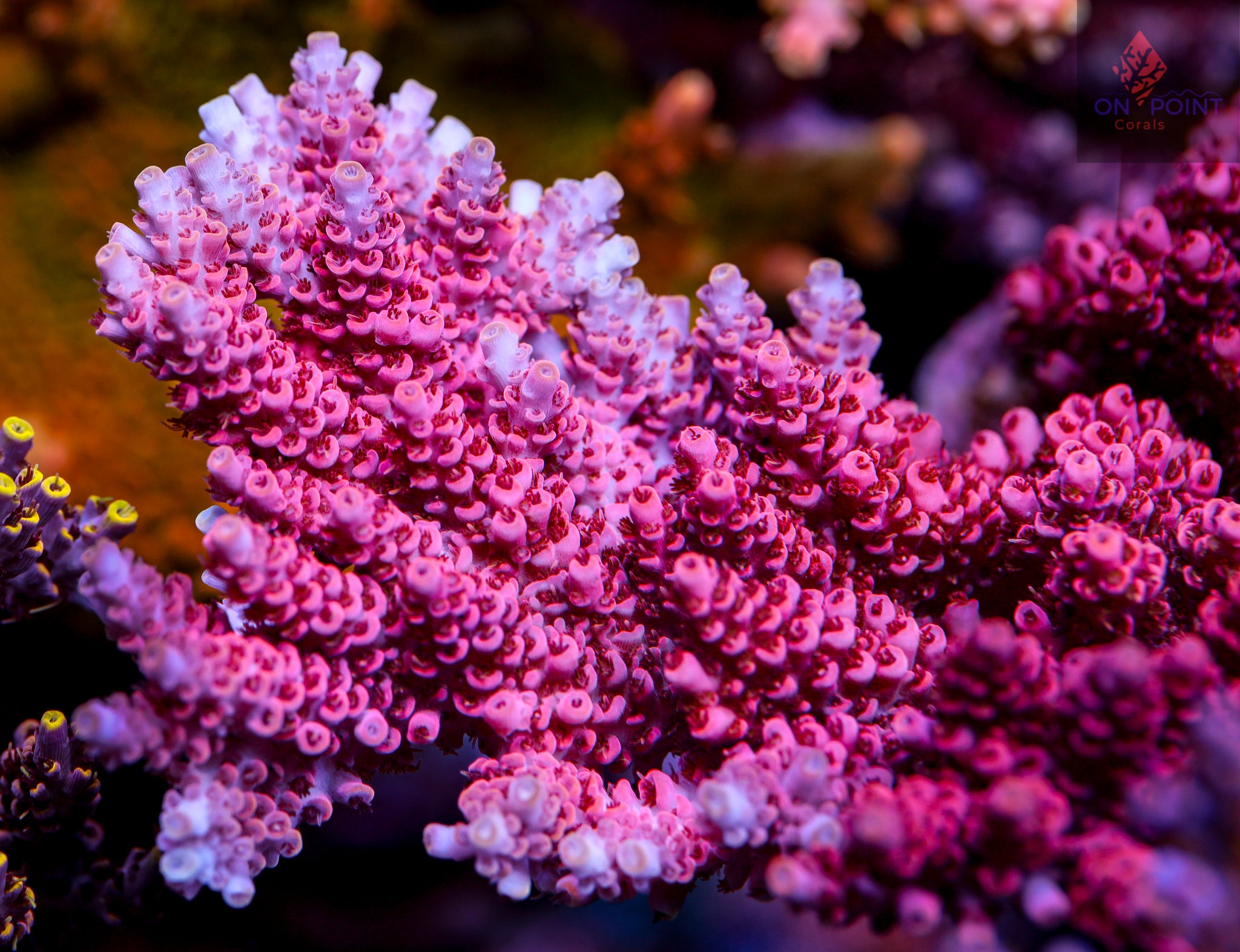 PEARLY GATES - chiecolate  TGC Pearly Gates – On Point Corals LLC