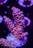 OPC St. Flamingo Tenuis