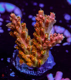 TGC Tropicana Acro