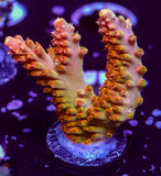 TGC Orange Creamsicle