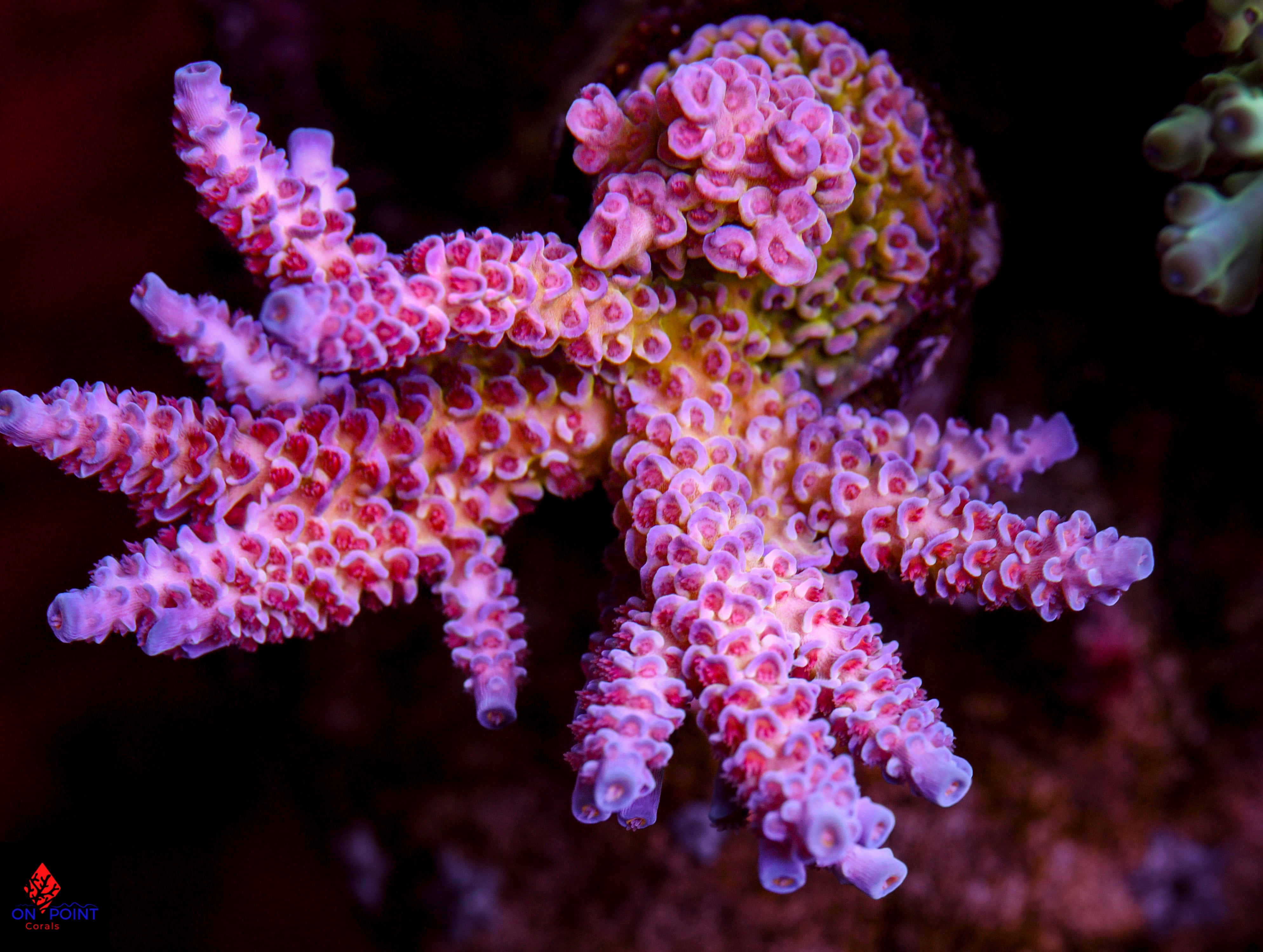 Uchin's Pacific Wave – On Point Corals LLC