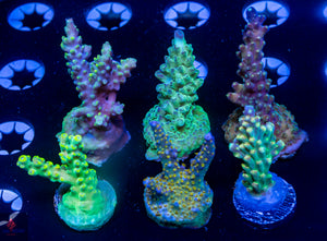 Acro 6 Pack B: RC Poison Envy, TGC Pearly Gates, TSA Twisted Sister, CB Flaming Unicorn, ARC Fireworks, BC Bubblebath Unicorn