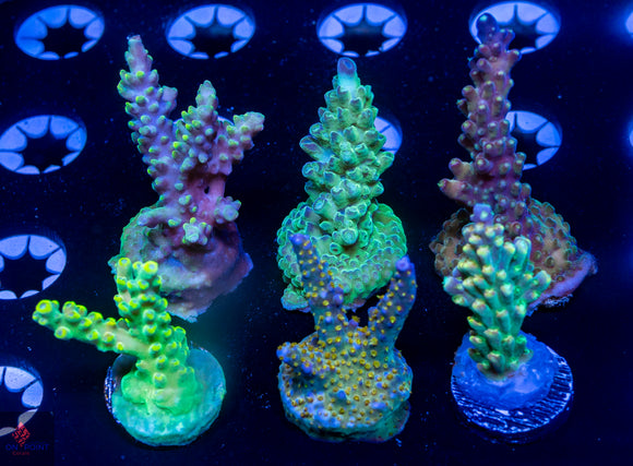 Acro 6 Pack B: RC Poison Envy, TGC Pearly Gates, TSA Twisted Sister, CB Flaming Unicorn, ARC Fireworks, BC Bubblebath Unicorn