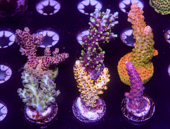 6 Pack E, TSA Rainbow Sherbert, CC Needle in Haystack, TGC Creamsicle, TGC Pearly Gates, RR Pink Floyd, BC Frankenberry
