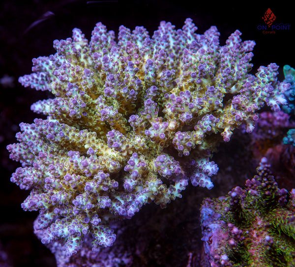 PEARLY GATES - chiecolate  TGC Pearly Gates – On Point Corals LLC