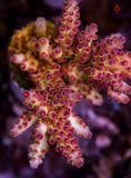 TUSI Rainbow Granulosa