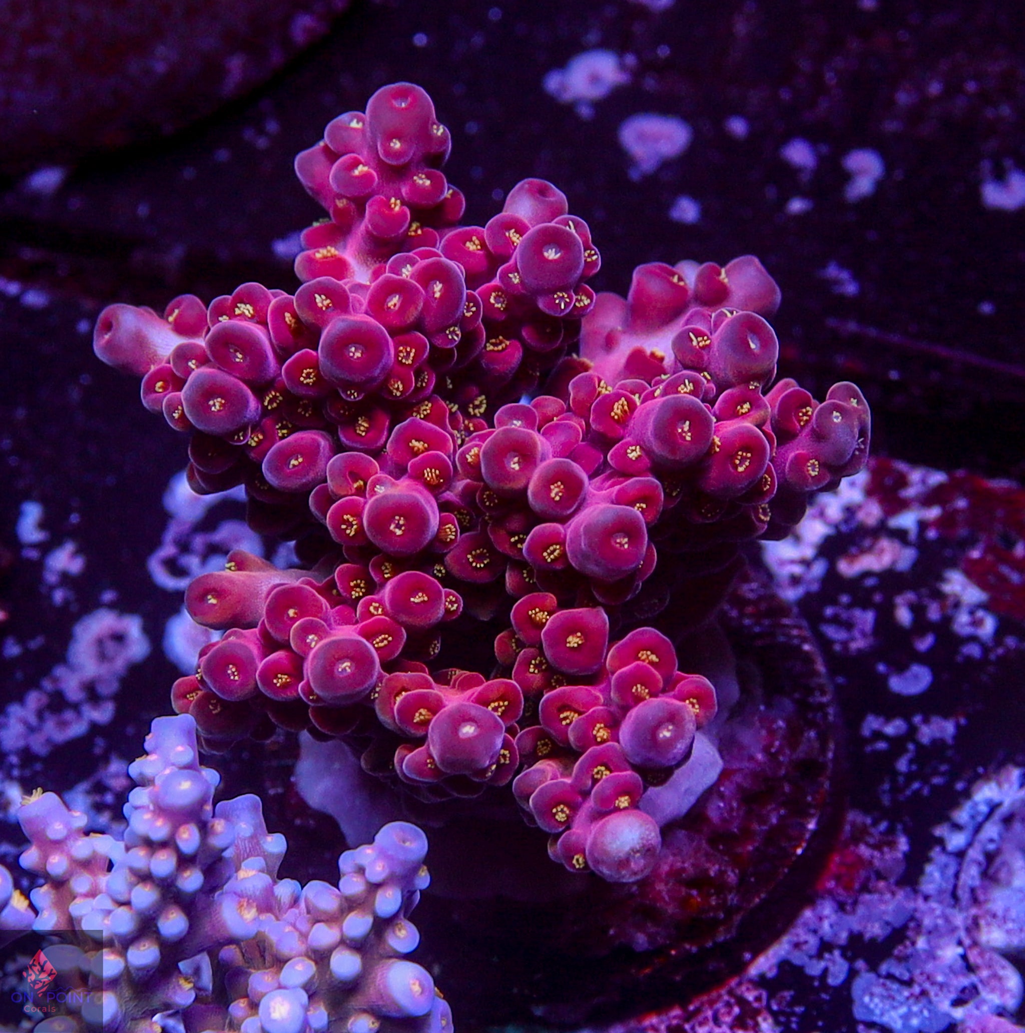 Acropora / SPS – On Point Corals LLC