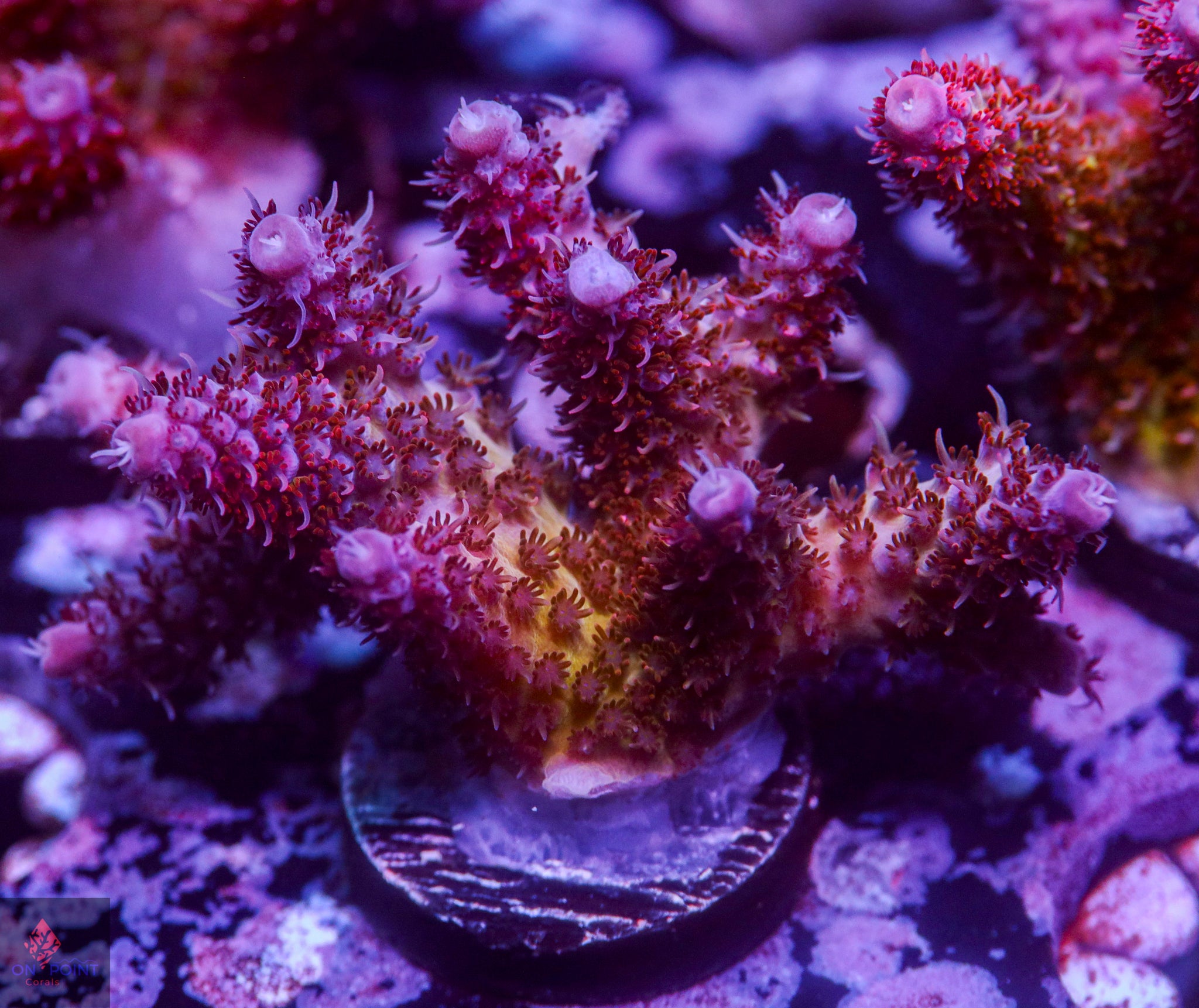 Acropora / SPS – On Point Corals LLC