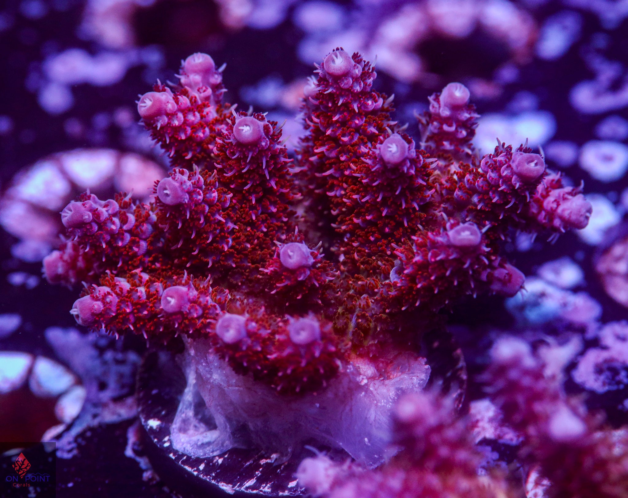 Acropora / SPS – On Point Corals LLC