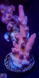 DFS Pink Panther Granulosa