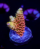ASD Rainbow Milli