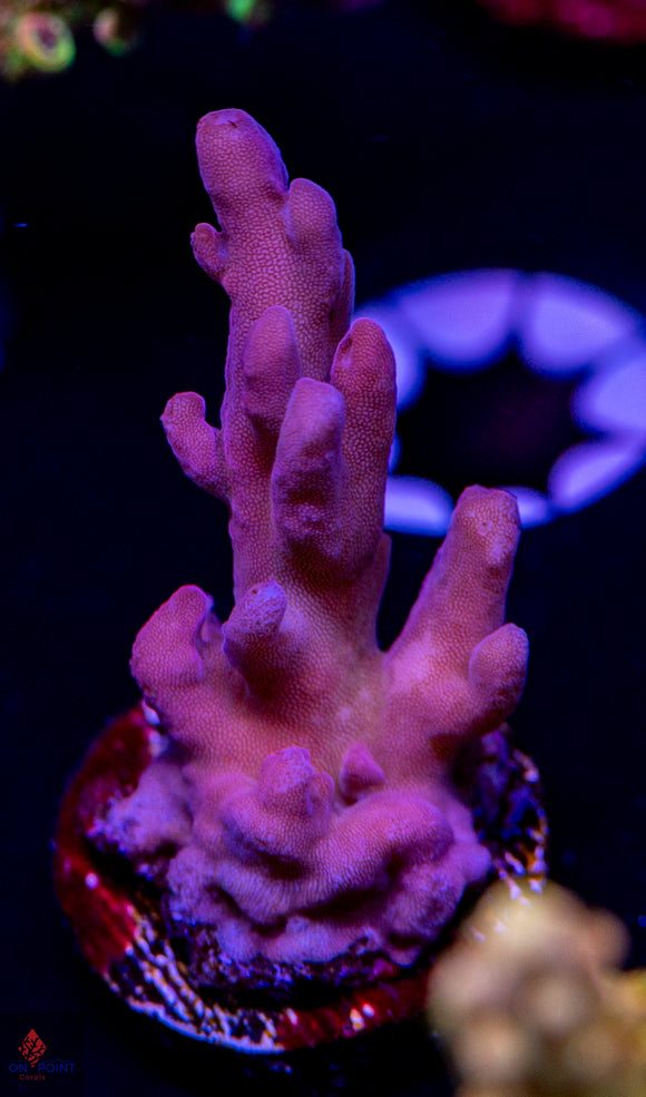 DFS Pink Panther Granulosa