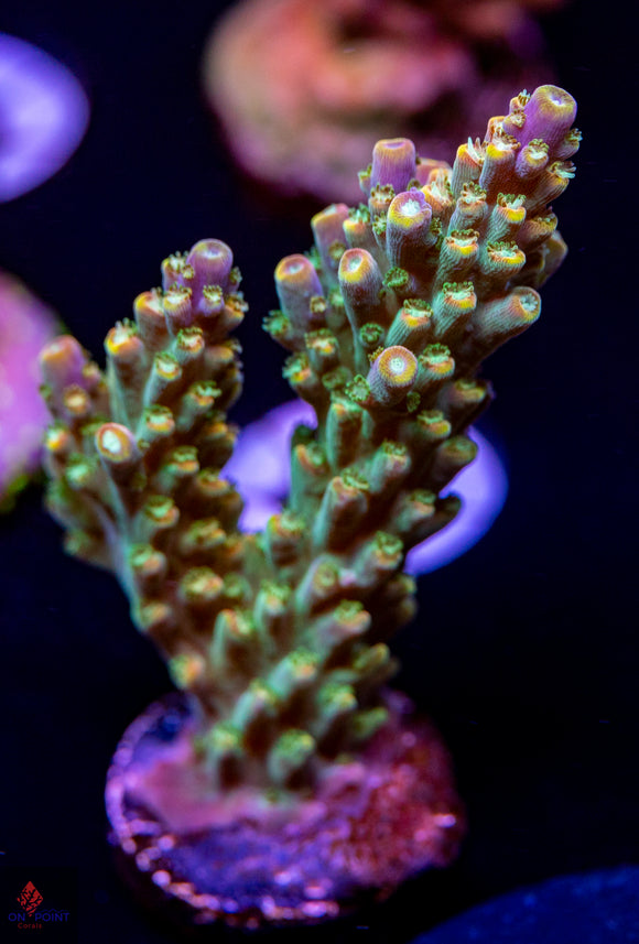 BC Bubblebath Unicorn