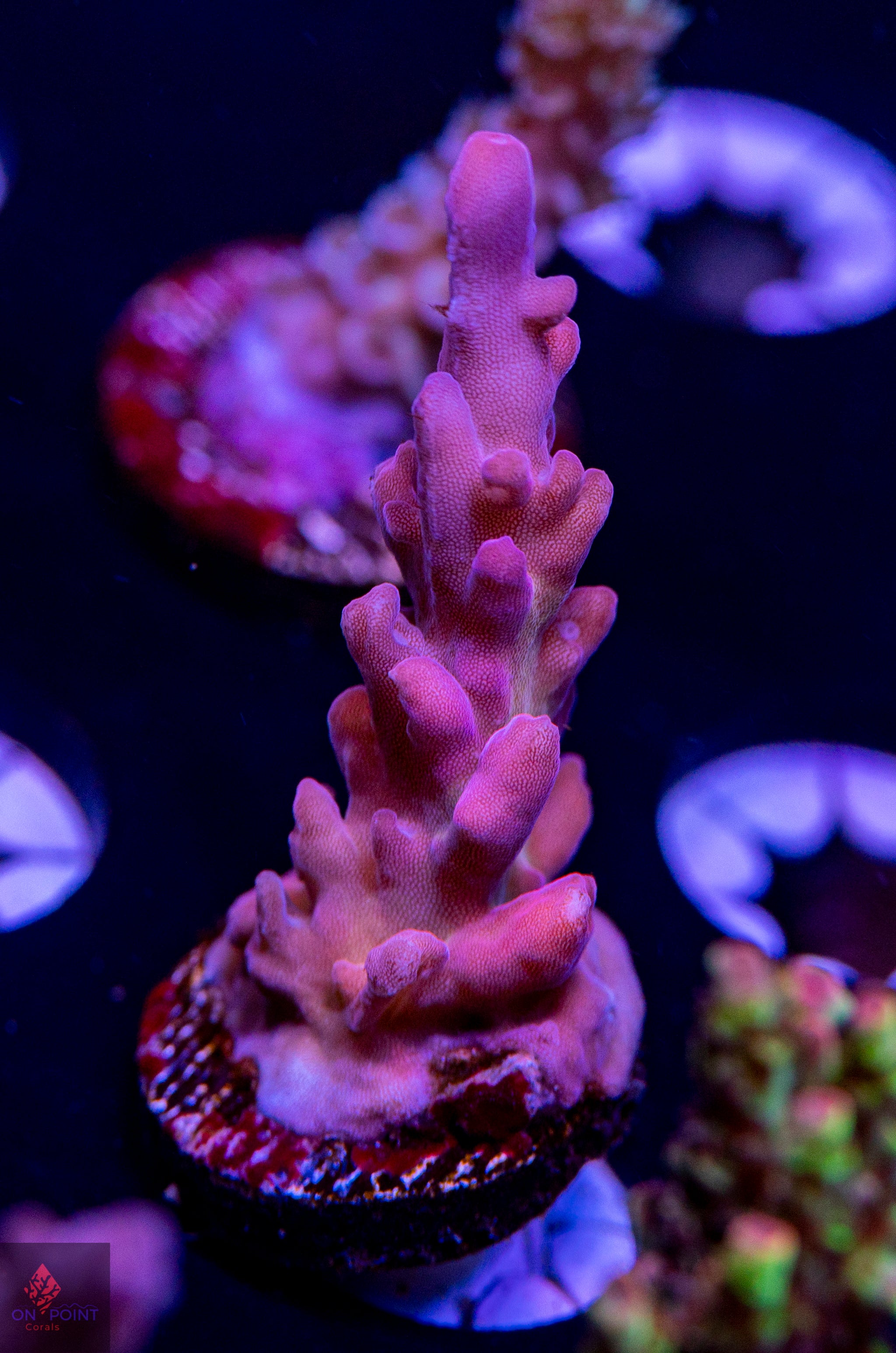 On Point Corals - Live Corals, SPS, Acropora, Tenuis Frags – On
