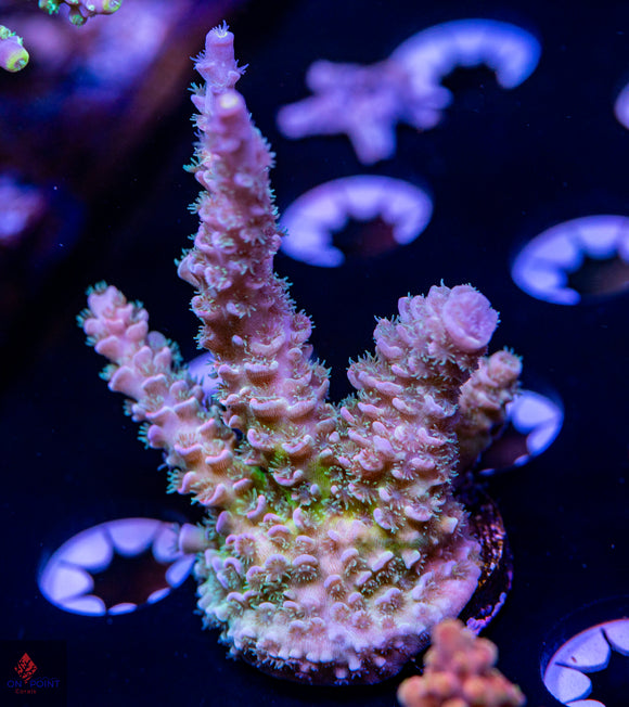 TCK Superstar Tenuis