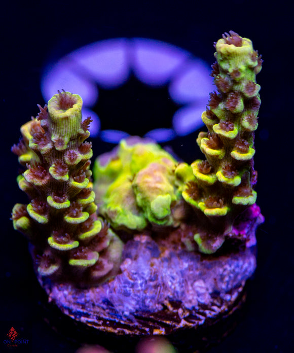 OPC Banana Split Tenuis