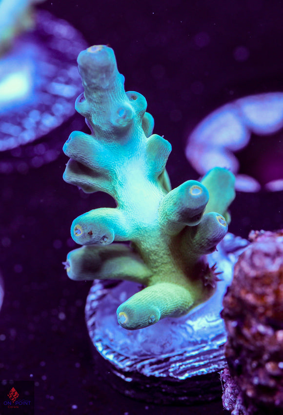 BC Kermit Song Granulosa