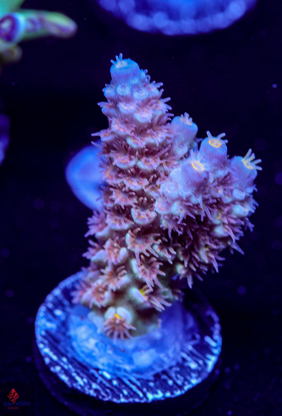 CRT GoldenEye Tenuis