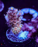 CRT GoldenEye Tenuis