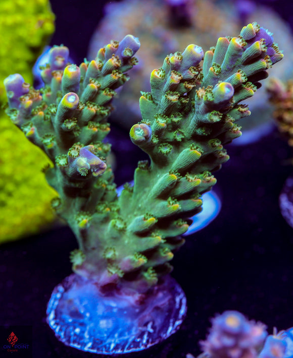 BC Bubblebath Unicorn