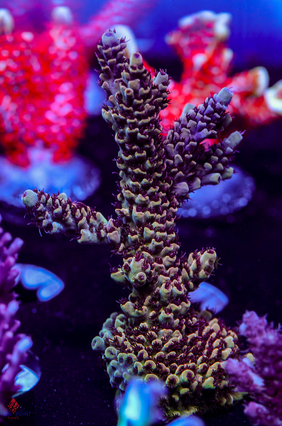 TSA Rainbow Sherbert