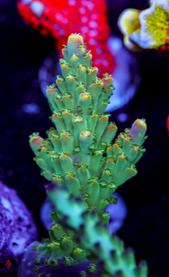 BC Bubblebath Unicorn