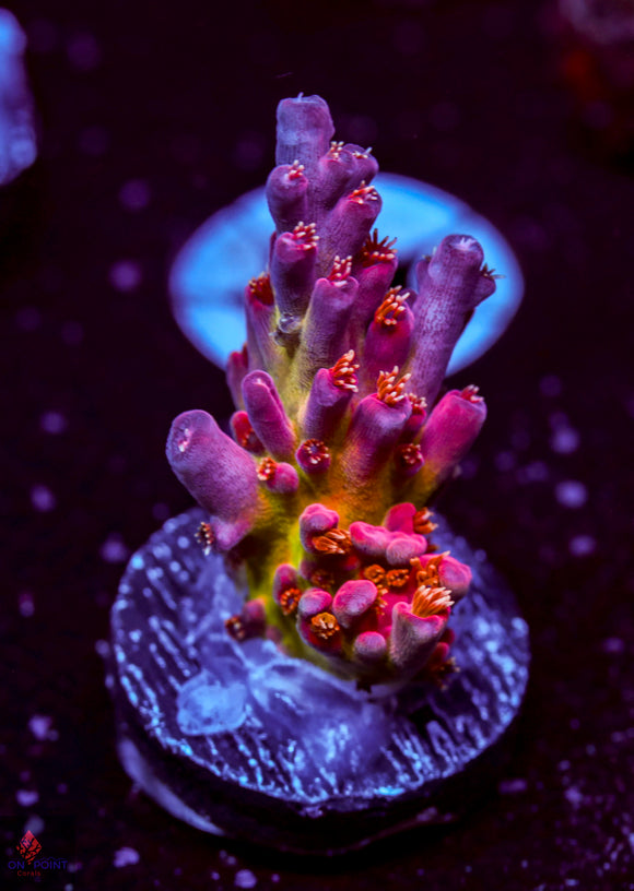 JF Frankie's Neophobia