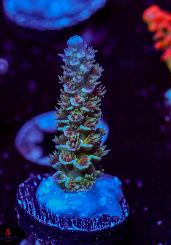 Jackson's Rainbow Tenuis