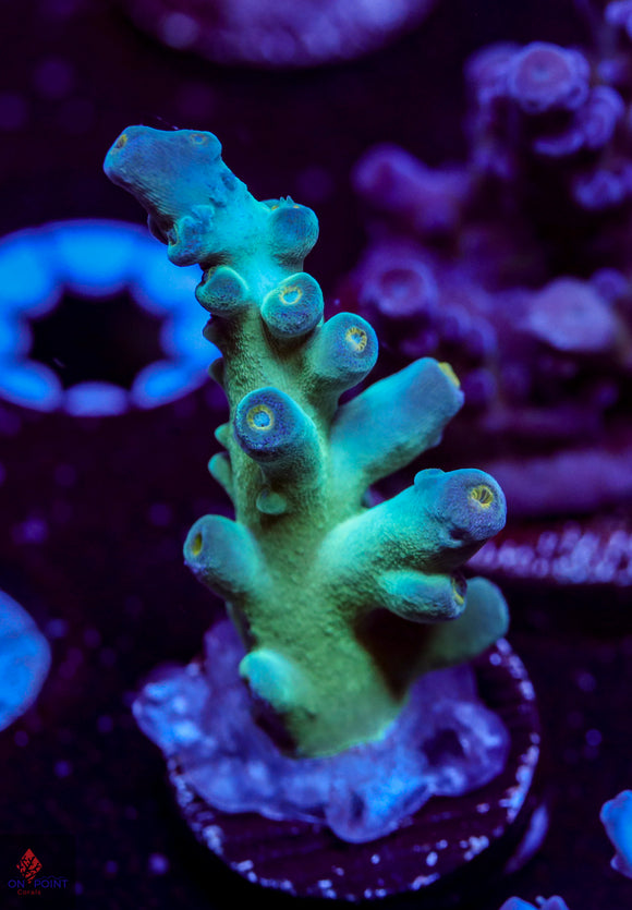 BC Kermit Song Granulosa