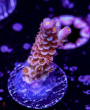 CRT GoldenEye Tenuis