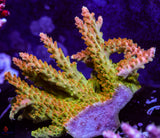 TGC Orange Creamsicle (Mini Colony)