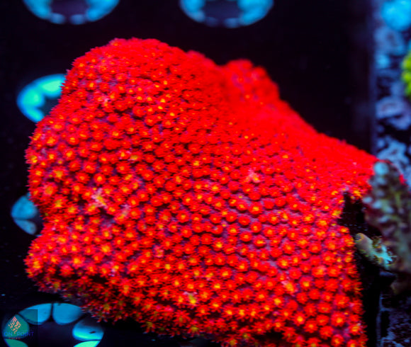 WWC Fruit Loops Micro Goni