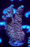 OPC St. Flamingo Tenuis