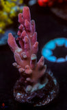 DFS Pink Panther Granulosa