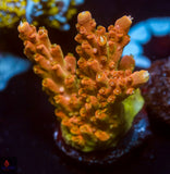 TGC Tropicana Acro