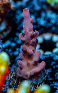 DFS Pink Panther Granulosa