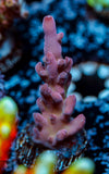 DFS Pink Panther Granulosa