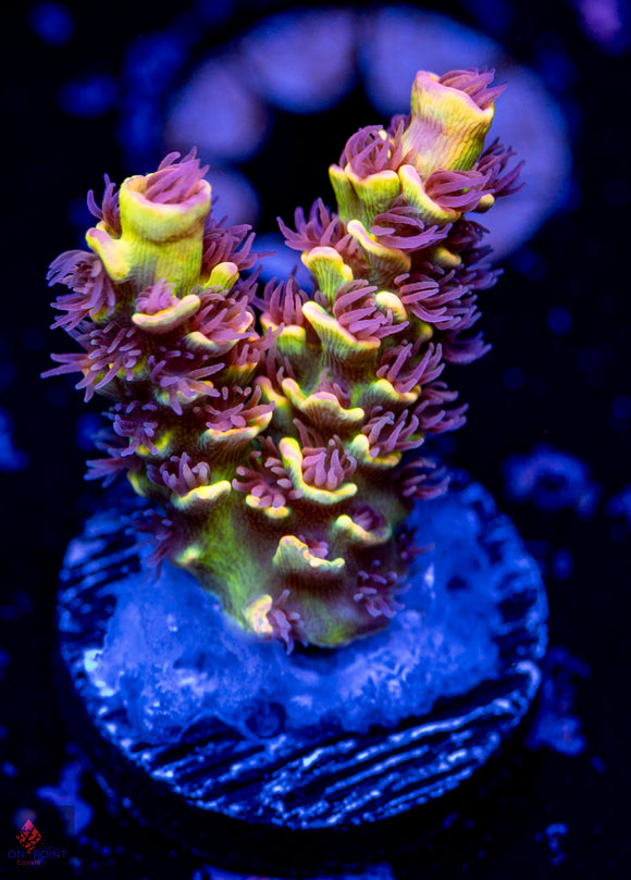 OPC Banana Split Tenuis