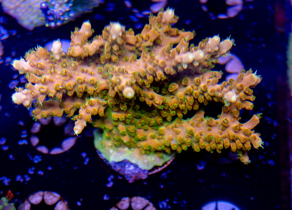 RRC Tropicana Acro