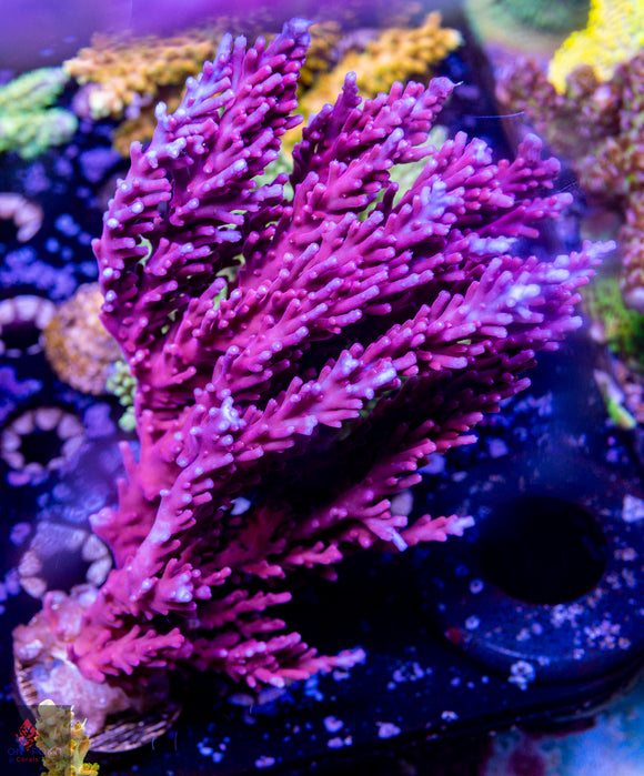 Tyree OG Red Dragon