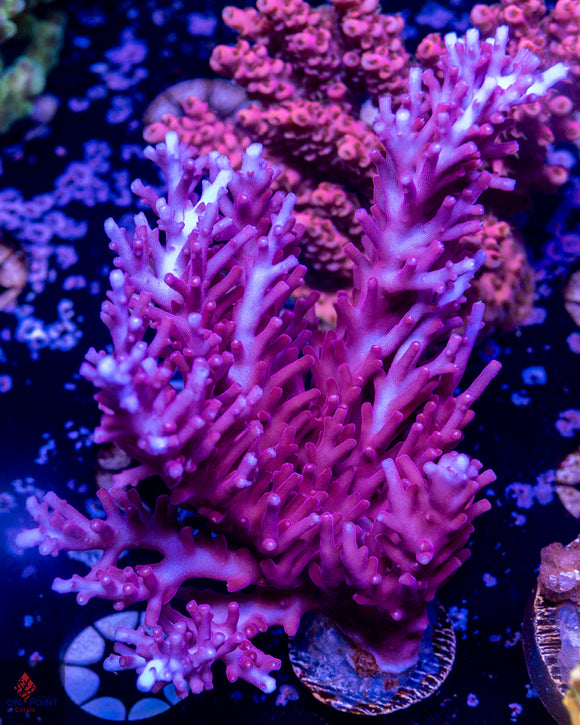 Tyree OG Red Dragon