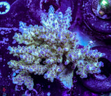 TGC Pearly Gates (Mini Colony)