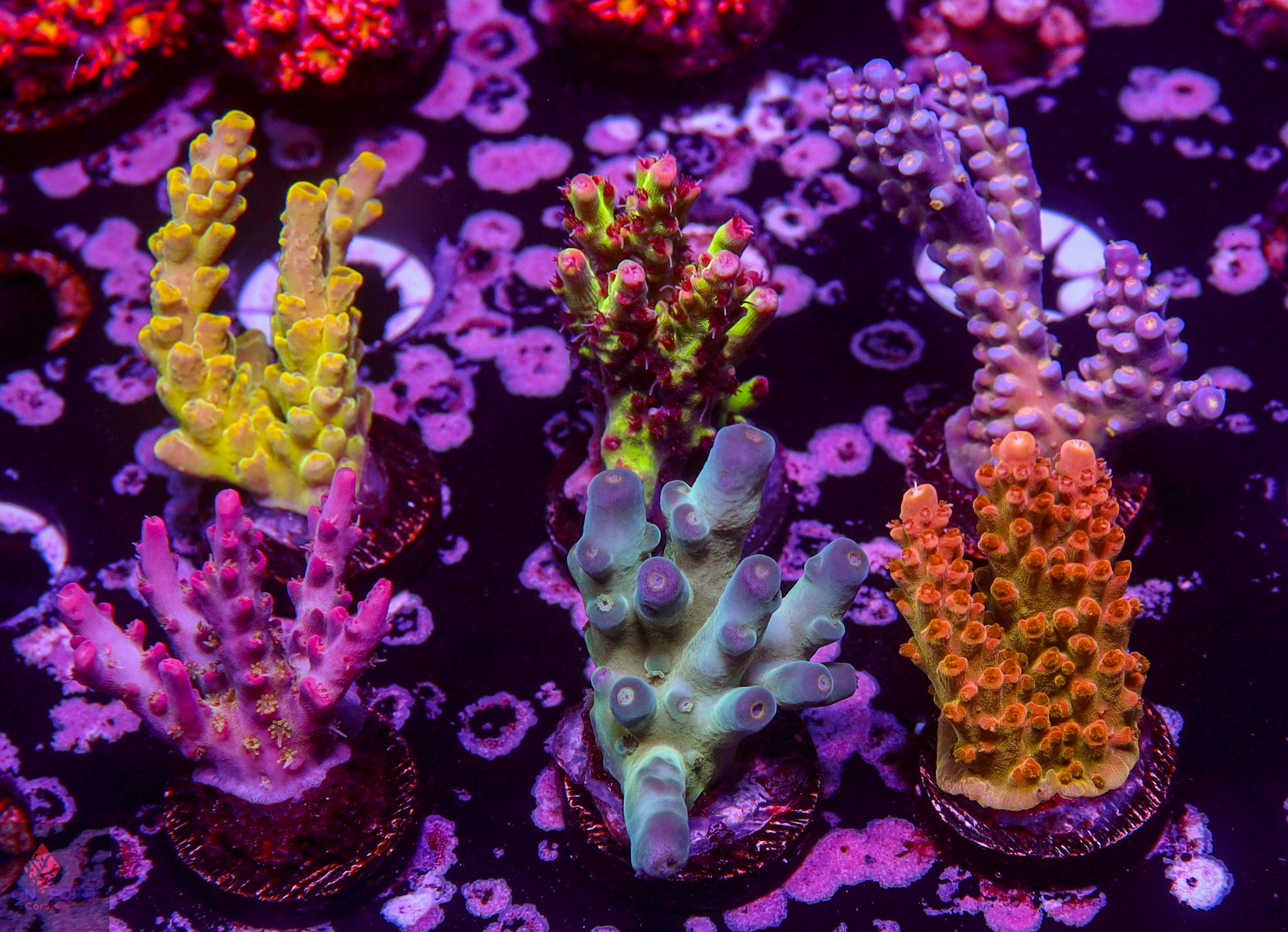 Acropora / SPS – On Point Corals LLC