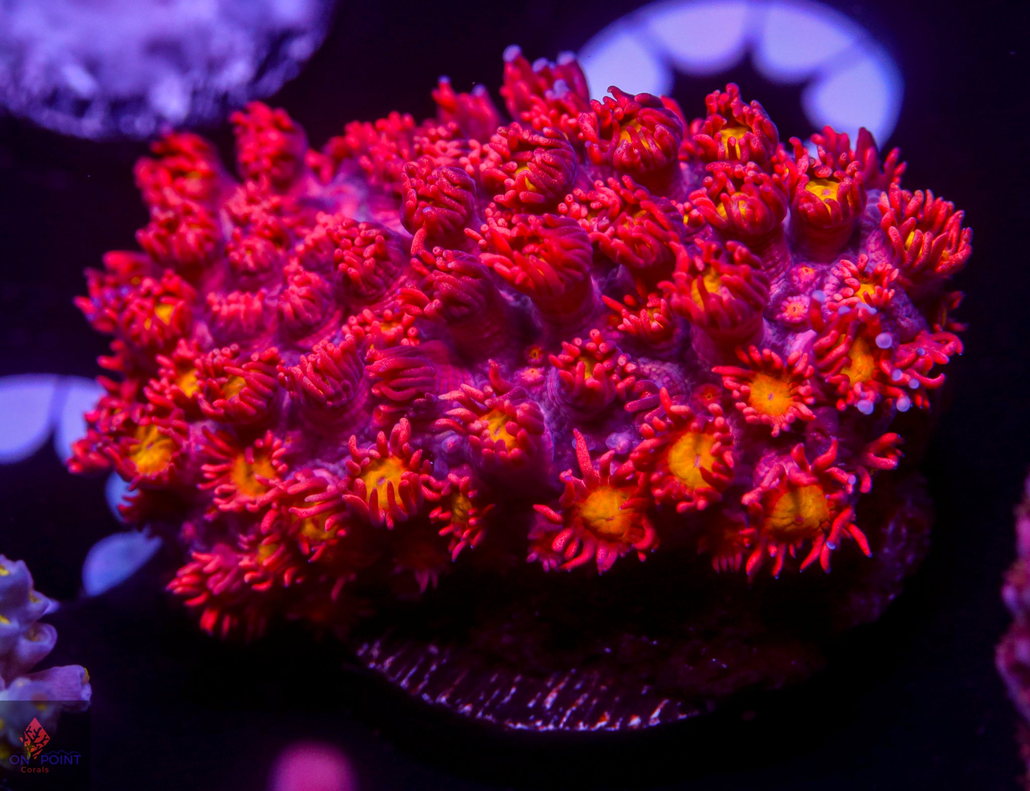 Acropora / SPS – On Point Corals LLC