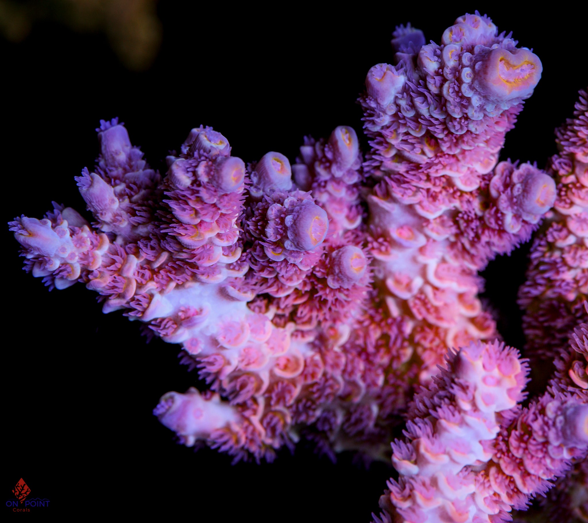 OPC Unreleased Aquacultured Tenuis – On Point Corals LLC